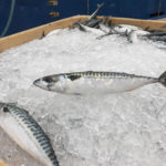 Mackerel on ice.