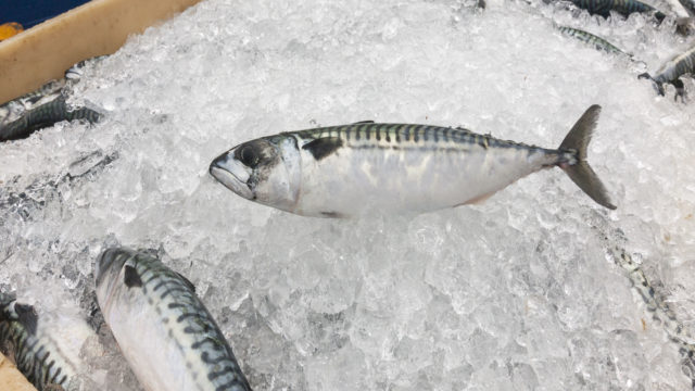 Mackerel on ice.