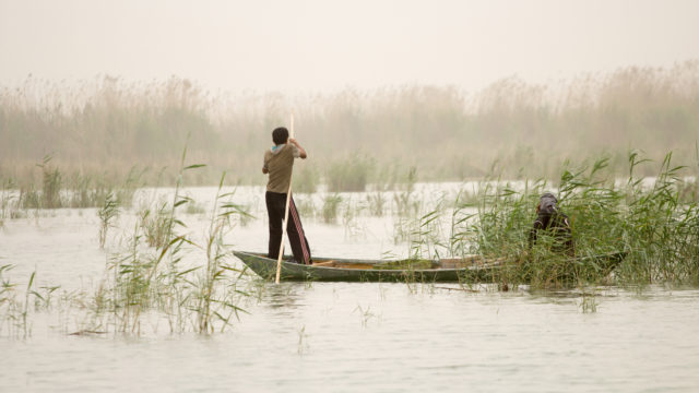 Iraqi marshlands